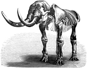 Skeleton of a Mastodon giganteum, palaeontology, lived from Oligocene to Pleistocene, family of
