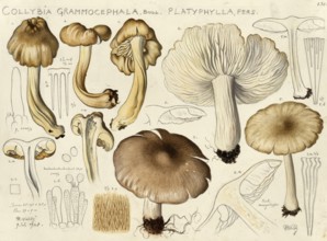 Mushroom, fungi, Collybia grammocephala and broad-leafed platyphylla, also known as broad-leafed