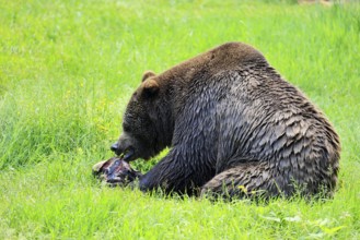 Eurasian brown bear (Ursus arctos arctos), adult, female, feeding on carrion, in summer, Bavarian