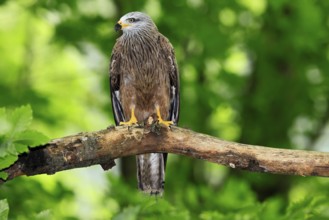 Black Kite (Milvus migrans), adult, alert, perch, Šumava, Czech Republic, Europe