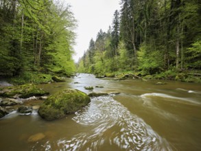 European beech trees shedding leaves, in the foreground moss-covered stones on the river Sihl,