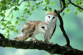 Barn owl (Tyto alba), adult, pair, vigilant, on tree, in summer, Šumava, Czech Republic, Europe