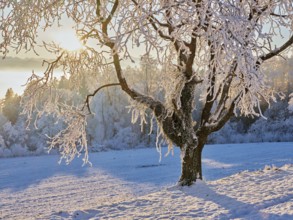 Tree in the rough in the light of the rising sun, behind the sea of fog over the Reuss valley,