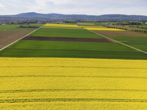 The Taunus ridge rises behind blossoming rape fields. (Aerial view with a drone), Frankfurt am