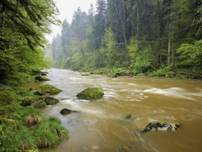European beech trees shedding leaves, in the foreground moss-covered stones on the river Sihl,