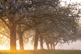 Fresh blossom, morning light, ground mist... simply magical! Foothills orchard meadow in bloom -