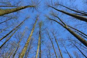 High alder trees with leafless branches in front of a clear blue sky, creates a natural atmosphere,
