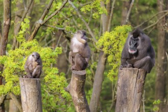 Three Drills (Mandrillus leucophaeus), a male and two females, sit high up on the three stumps of a