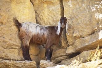 Goat (Capra aegagrus hircus) with floppy ears in Wadi Bani Khalid, Shamal ash-Sharqiyya district,