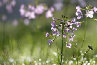 Meadowfoam (Cardamine) on a spring meadow, April, Germany, Europe
