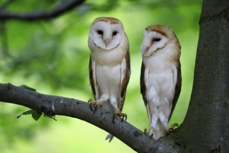 Barn owl (Tyto alba), adult, pair, vigilant, on tree, in summer, Šumava, Czech Republic, Europe