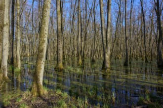 Riparian forest with trees under a clear blue sky, alders, spring, nature reserve Rote Lache by