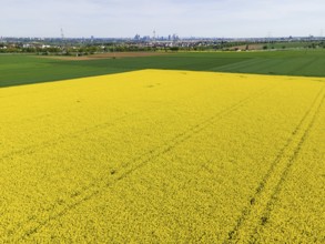 Behind blossoming rapeseed fields and the A5 motorway lie the Frankfurt districts of Kalbach and