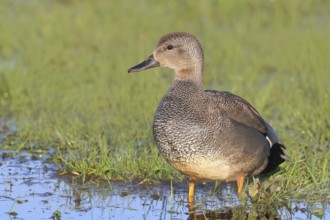 Gadwall (Mareca strepera) male standing in a wet meadow of a moorland area, mid-range duck called