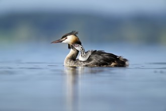 Great Crested Grebe (Podiceps Scalloped ribbonfish), with chicks in plumage swimming in the water,