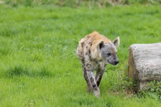 An adult male Spotted Hyena (Crocuta crocuta) runs across a green meadow