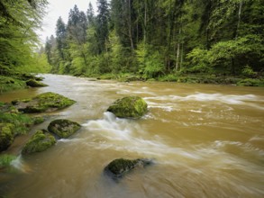 European beech trees shedding leaves, in the foreground moss-covered stones on the river Sihl,
