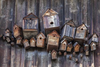 Various birdhouses on a wooden wall, near Füssen, Ostallgäu, Allgäu, Bavaria, Germany, Europe