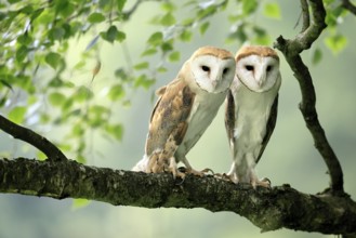 Barn owl (Tyto alba), adult, pair, vigilant, on tree, in summer, Šumava, Czech Republic, Europe