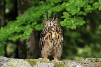 Eurasian Eagle-owl (Bubo bubo), adult, on the ground, vigilant, in summer, on the ground, wisdom,
