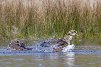 Egyptian goose (Alopochen aegyptiaca) male splashing water while flapping wings in pond in spring