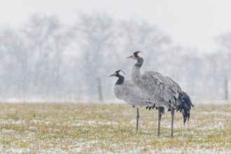 Common crane (Grus grus), also Eurasian crane, migratory bird, resting bird, breeding bird, pair,