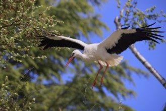White stork, (Ciconia ciconia), White stork landing in a tree, Baden-Württemberg, Germany, Europe