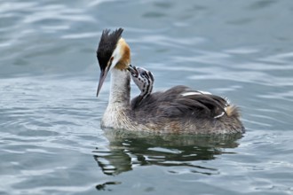 Great Crested Grebe (Podiceps Scalloped ribbonfish), with chicks in plumage swimming in the water,