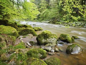 European beech trees shedding leaves, in the foreground moss-covered stones on the river Sihl,