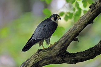 Peregrine falcon (Falco peregrinus), adult, on tree, alert, in summer, Šumava, Czech Republic,