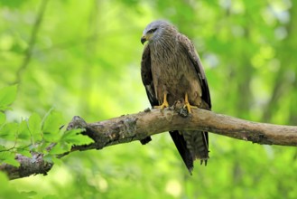 Black Kite (Milvus migrans), adult, alert, perch, Šumava, Czech Republic, Europe