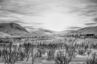 Black and white landscape with low sun over snow and trees, Norway, Europe