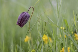 Chequerboard flowers (Fritillaria meleagris), Lower Saxony, Germany, Europe