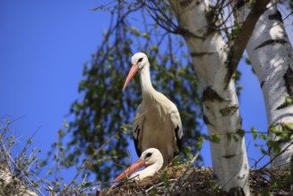 White stork, (Ciconia ciconia), Two white storks in a nest, Baden-Württemberg, Germany, Europe