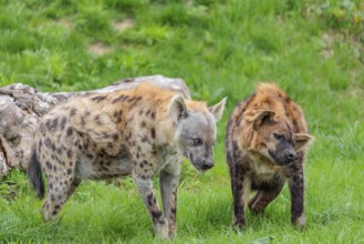 Two adult spotted hyenas (Crocuta crocuta), one male and one female, display courtship behaviour