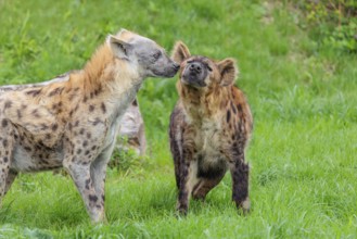 Two adult spotted hyenas (Crocuta crocuta), one male and one female, display courtship behavior