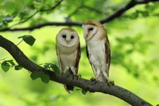 Barn owl (Tyto alba), adult, pair, vigilant, on tree, in summer, Šumava, Czech Republic, Europe