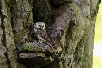 Great Horned Owl (Aegolius funereus), Great Horned Owl, adult, juvenile, on tree, on guard,