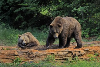 Eurasian brown bear (Ursus arctos arctos), adult, female, young, resting, social behaviour, in