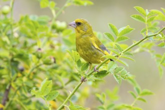 Greenfinch (Carduelis chloris) Germany
