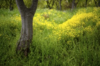 Old trees blooming in spring among yellow cypress spurge flowers (Euphorbia cyparissias)