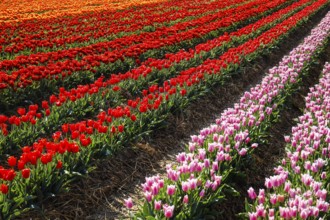 Tulips blooming in a tulip field, Grevenbroich, North Rhine-Westphalia, Germany, Europe