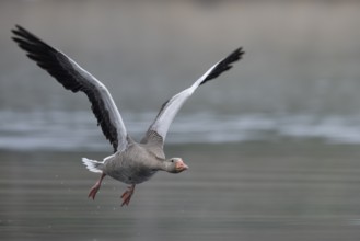 Greylag goose (Anser anser) in flight, Remerchen, Luxembourg, Europe