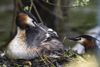 Great Crested Grebe (Podiceps Scalloped ribbonfish) with juveniles), Emsland, Lower Saxony,
