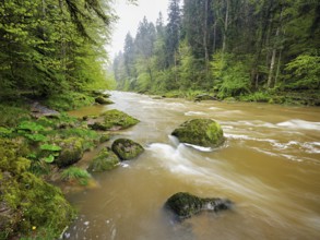 European beech trees shedding leaves, in the foreground moss-covered stones on the river Sihl,