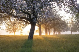 Fresh blossom, morning light, ground mist... simply magical! Foothills orchard meadow in bloom -