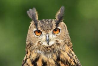 Eurasian Eagle-owl (Bubo bubo), adult, portrait, alert, in summer, wisdom, Šumava, Czech Republic,