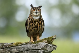 Eurasian Eagle-owl (Bubo bubo), adult, perch, vigilant, in summer, Wisdom, Šumava, Czech Republic,