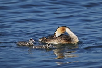 Great crested grebe (Podiceps scalloped ribbonfish), with chicks swimming in the water, Lake Zug,