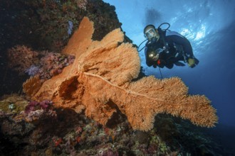 Underwater photo of diver scuba diving looking at large fan coral (Anella mollis) horn coral